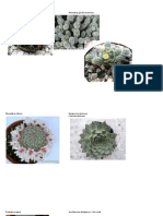 Cactus PDF