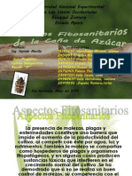 Aspectos Fitosanitarios de la Caña de Azucar.pptx