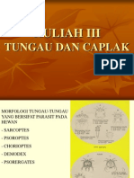 KULIAH 3-Tungau Caplak