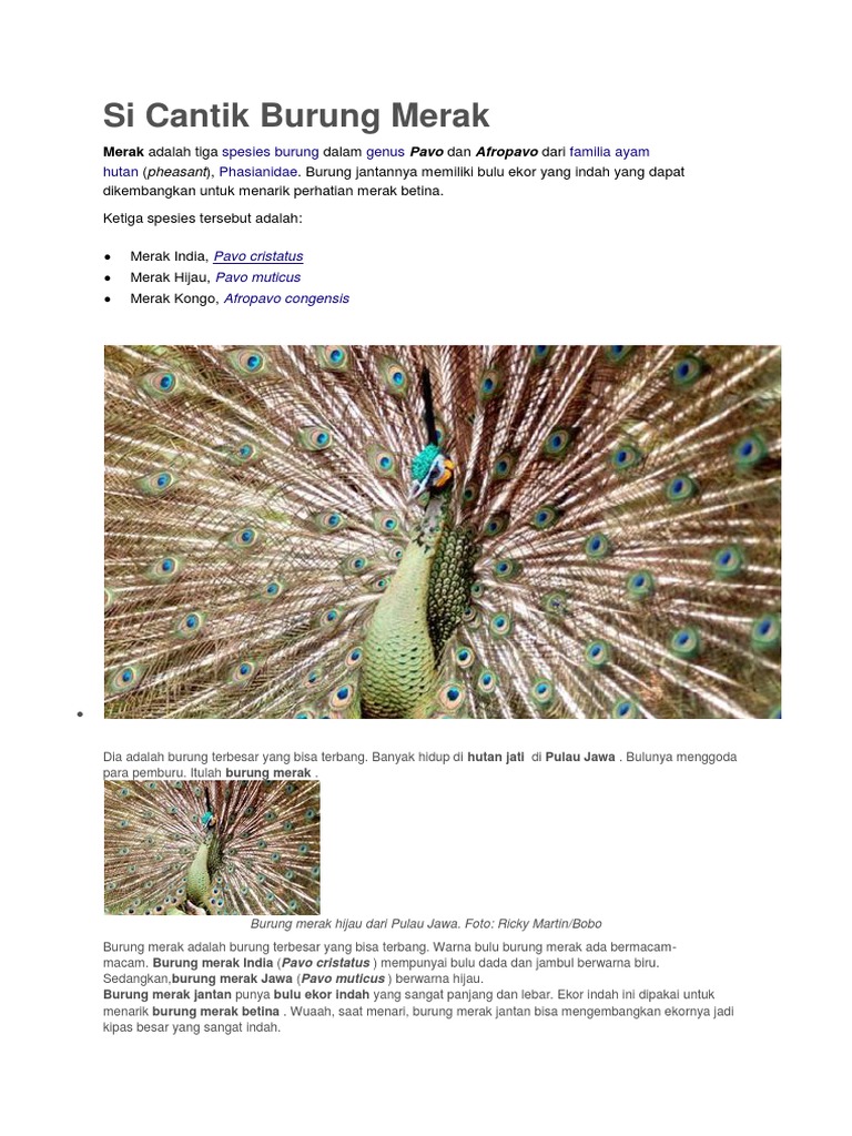 35++ Burung merak biru india terbaru