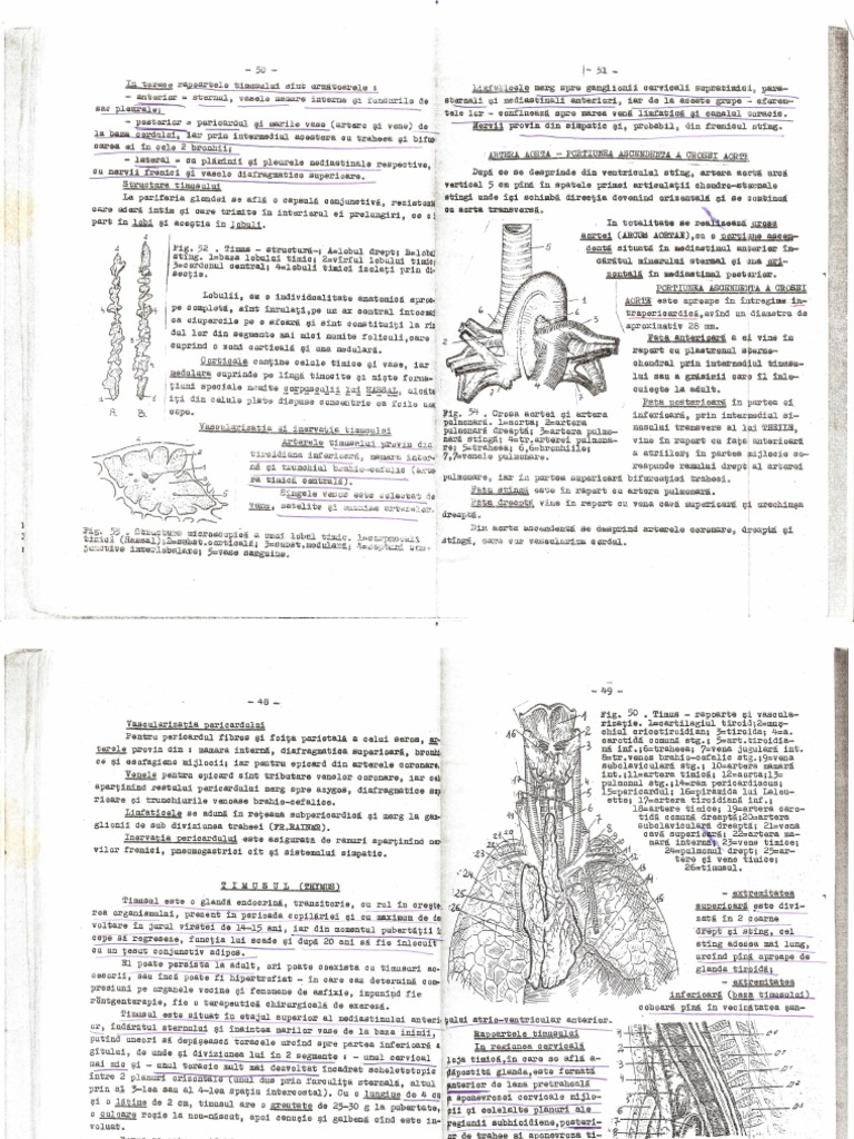 Timusul Anatomie LP | PDF