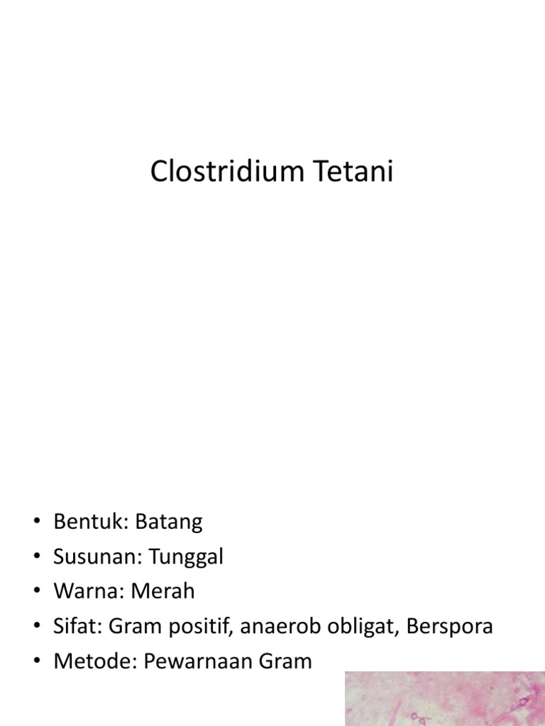 Clostridium Tetani
