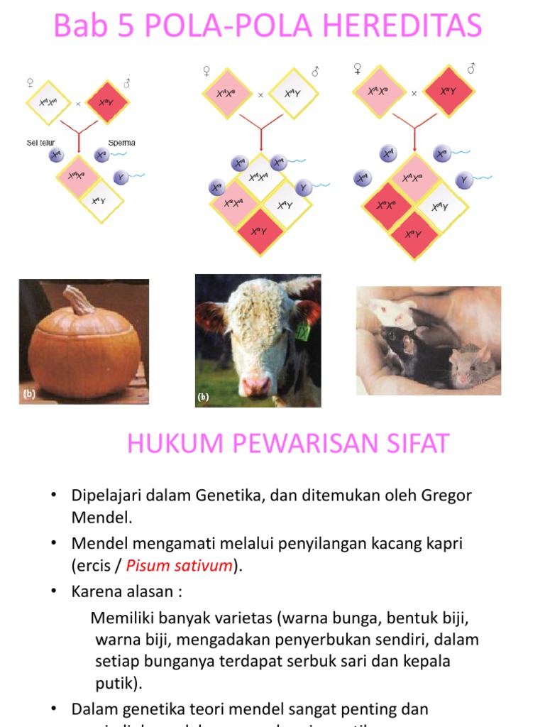 Contoh Soal Dan Pembahasan Pola Hereditas Contoh Soal