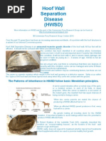 Download Information pamphlet on Hoof Wall Separation Disease  Portrait page format by Connemara Pony Research Group SN242351195 doc pdf