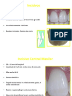 Dientes Anteriores