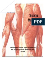 Sistema muscular humano