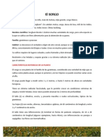 Sorgo: beneficios, usos y tipos de esta resistente gramínea