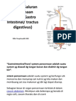 Anatomi Saluran Pencernaan (Tractus Gastro Intestinal