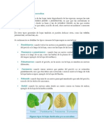 Tipos de Hojas Según Su Nervadura