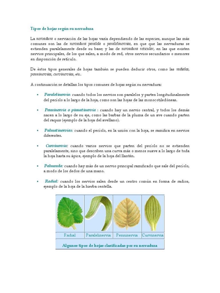 Tipos de Hojas Según Su Nervadura | PDF | Hoja | Plantas