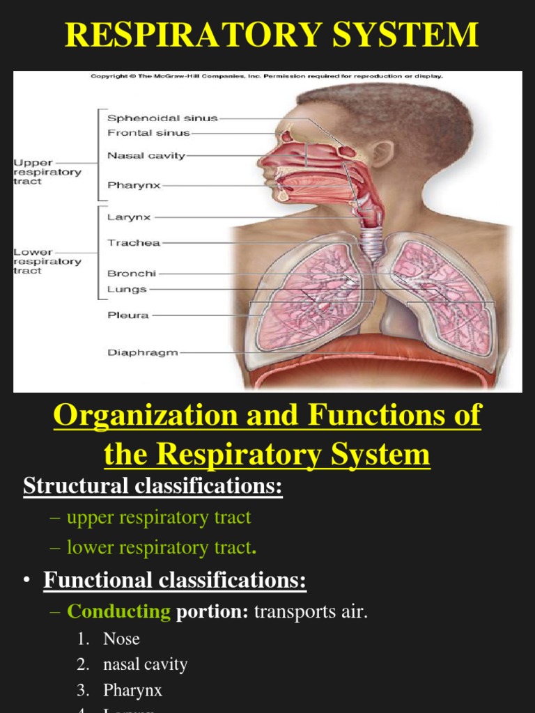 Human Respiratory System and Mechanics.ppt Respiratory System