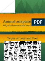 Animaladaptations