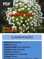 Família ERIOCAULACEAE.ppsx
