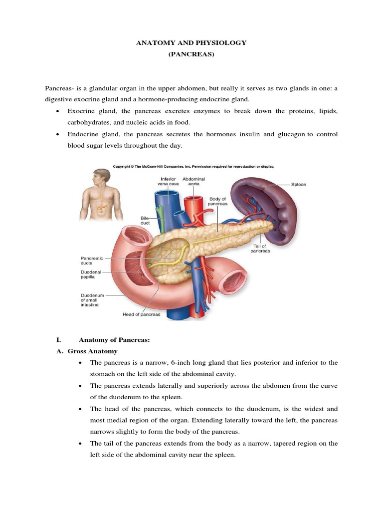 Anatomy and Physiology | PDF | Pancreas | Digestion