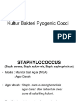 Kultur Bakteri Pyogenic Cocci