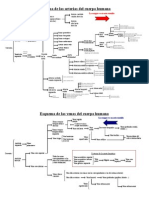 Esquema de Las Arterias y Venas Del Cuerpo Humano PDF