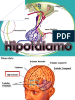 Hipotalamo