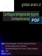 ANATOMIA - CARTILAGOS LARINGEOS Del Equino PDF