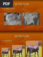 Apresentação1- Feno silagem.ppt