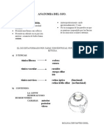 ANATOMIA DEL OJO.doc