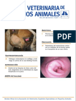 Clinica Veterinaria de Pequeños Animales PDF