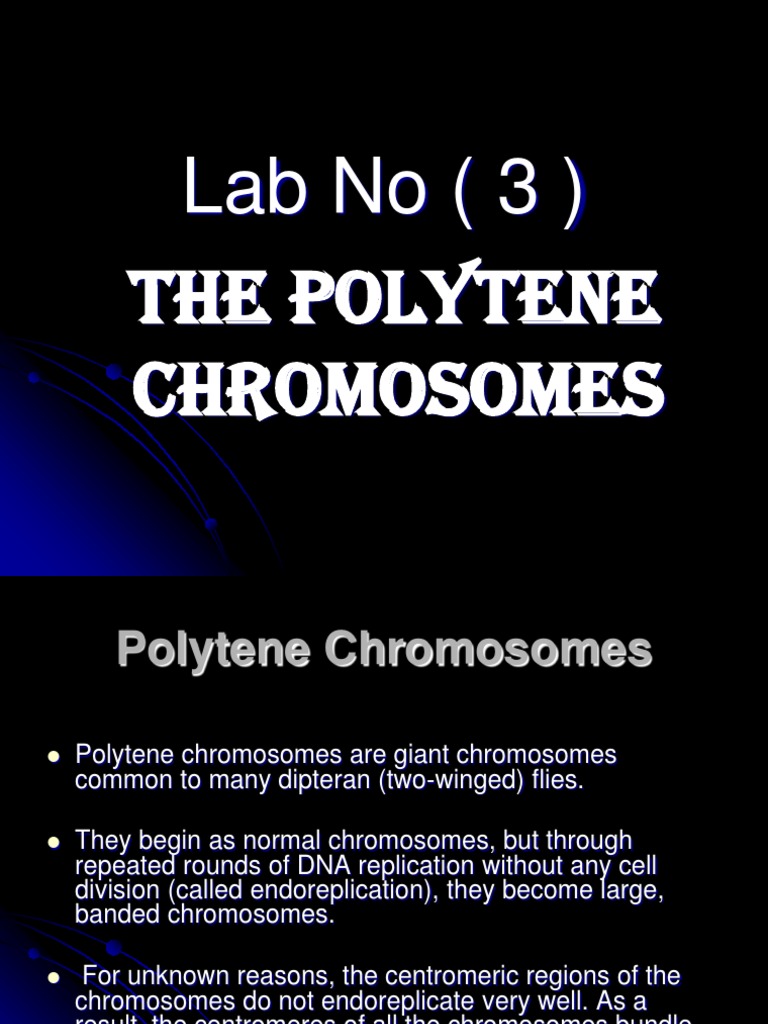 Lab3 Polytene Chromosome ppt Chromosome Genetics