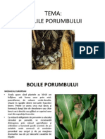 Bolile Porumbului