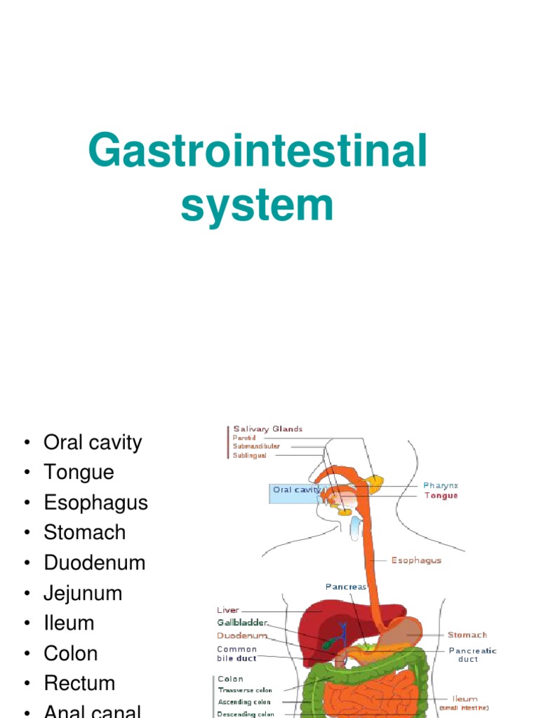 Anatomy of the Digestive System | PDF | Stomach | Tongue