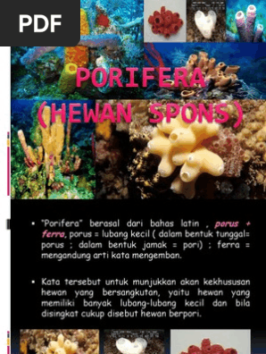91 Koleksi Gambar Hewan Berpori (Porifera) HD