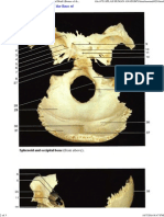 Color Atlas of Anatomy - Page 028 - Disarticulated Skull (Bones of The Base of The Skull) I PDF