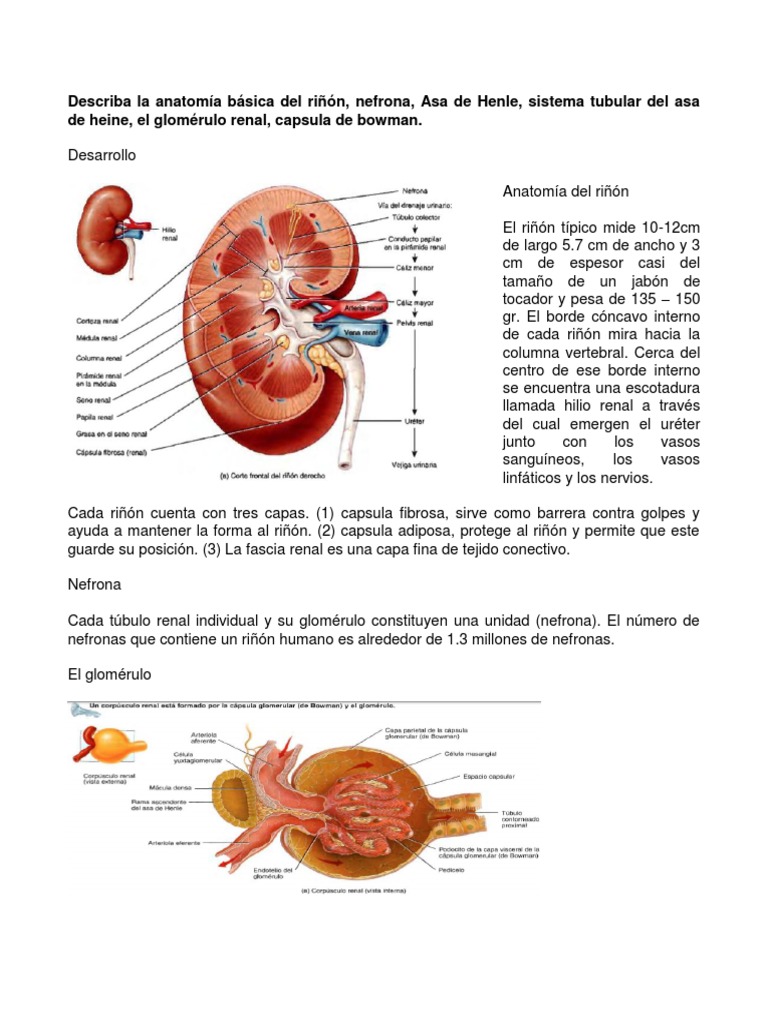 Capas y Anatomía del Riñón | PDF | Riñón | Órgano (anatomía)