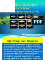 Budidaya Ikan Hias Rainbow