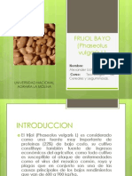 Frijol Bayo (Phaseolus vulgaris L): Características, Producción y Usos