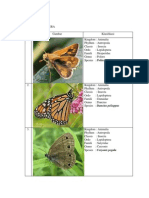 Lepidoptera and Hymenoptera Classification