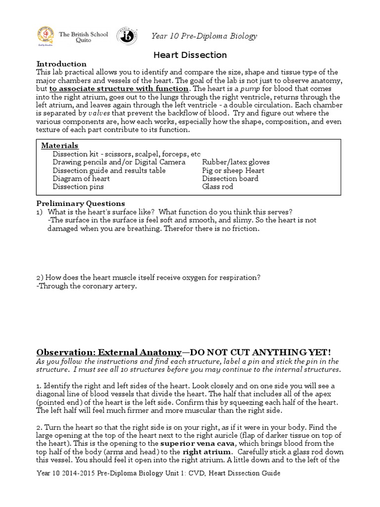 242074407HeartDissectionLabReportGuide2.doc Atrium (Heart) Heart