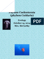 Phylum Coelenterata 09