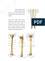 Anatomi (Tibia&Fibula)