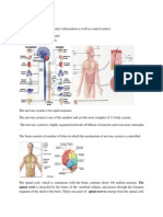 Nervous System Notes 2014.docx