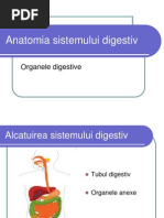 Anatomia sistemului digestiv