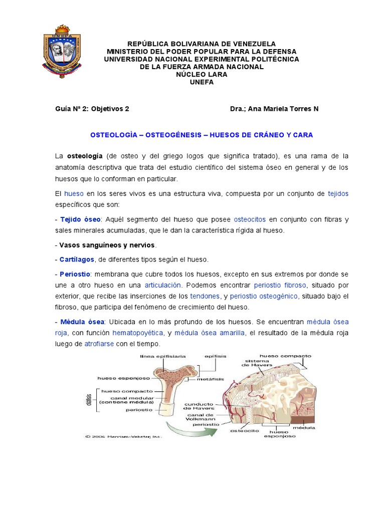 GUIA 2 Osteologia.doc  Bone  Skull