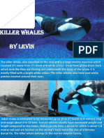 Killer Whales