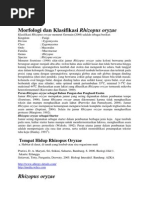 Download Rhizopus oryzae by Igniss Firstananda SN243087666 doc pdf