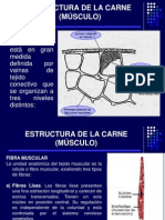 2.estructura de La Carne (Músculo)