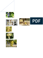 Imagenes Espumosos PDF