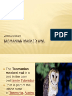 Tasmanian Masked Owl Presentation This One