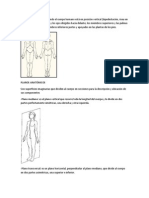 Posición Anatómica