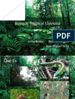 Bosque Tropical Lluvioso 97-2003