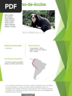 Urso-de-óculos.ppsx