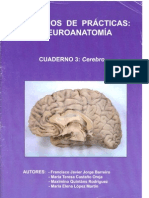 Cuaderno de practicas, Neuroanatomia USC