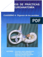 Cuadero de practicas, Neuroanatomia USC